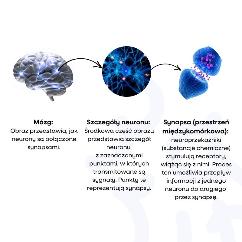 Magtein (2)